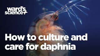 Caring and Culturing for Daphnia [upl. by Zeuqcaj252]