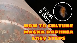 How to Culture Magna Daphnia Easily [upl. by Edelstein]