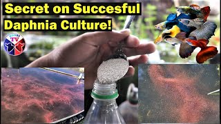 How to Culture Daphnia Successfully [upl. by Caron]