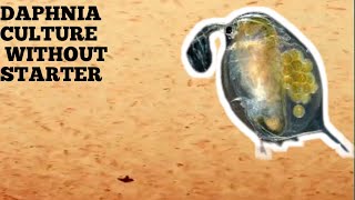 HOW TO CULTURE DAPHNIA NATURALLY WITHOUT A STARTER [upl. by Perretta]