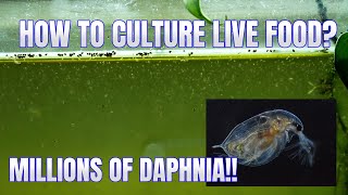 How to Culture Daphnia Secret Method to Breed MILLIONS  Simply Aquatic [upl. by Eisinger]