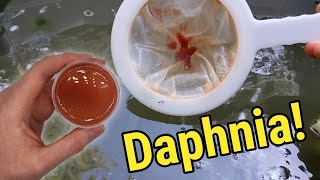 How I Culture Daphnia In Outdoor Tubs [upl. by Hayotal]