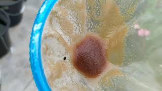 How to culture daphnia moina in a small container Part 1 English Subtitle [upl. by Yardley547]