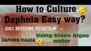 Daphnia MagnaHow to Culture Daphnia Easy wayCulturing Daphnia using Green water Daphnia [upl. by Atiuqahs897]