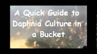 How to culture daphnia outside [upl. by Adnohsad]