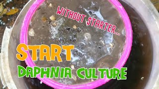 How to culture daphnia moina the easy way 1  Starting the Daphnia culture [upl. by Damiano500]