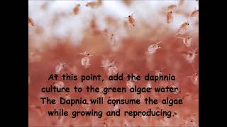 Daphnia  How to grow daphnia in your home [upl. by Oralia852]