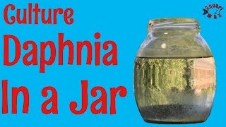 How to Culture Daphnia in a Jar [upl. by Henricks]