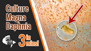 How to culture DAPHNIA MAGNA  The easy way [upl. by Ilat]