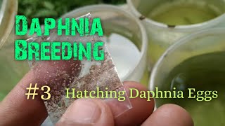 Daphnia Culture made simple and easy 3  Hatching Daphnia eggs [upl. by Emmett]