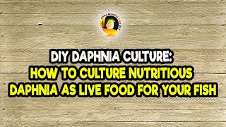 DIY Daphnia Culture How to Culture Nutritious Daphnia as Live Food for Your Fish [upl. by Kandace566]