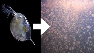 How I Culture Daphnia [upl. by Bogusz]