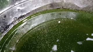 DAPHNIA MOINA CULTURE IN A SMALL BUCKET [upl. by Haonam]