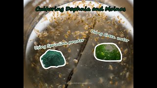 How To Culture Daphnia and Moinas using Green Water Spirulina powder [upl. by Madlen]