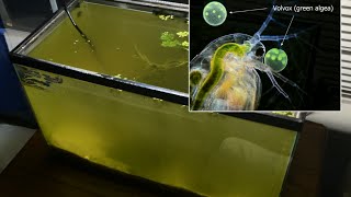 Raising Daphnia for the Freshwater Aquarium [upl. by Nilesoy]