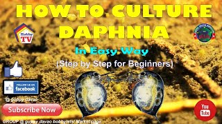 HOW TO CULTURE DAPHNIA In Easy Way [upl. by Nyrehtak]